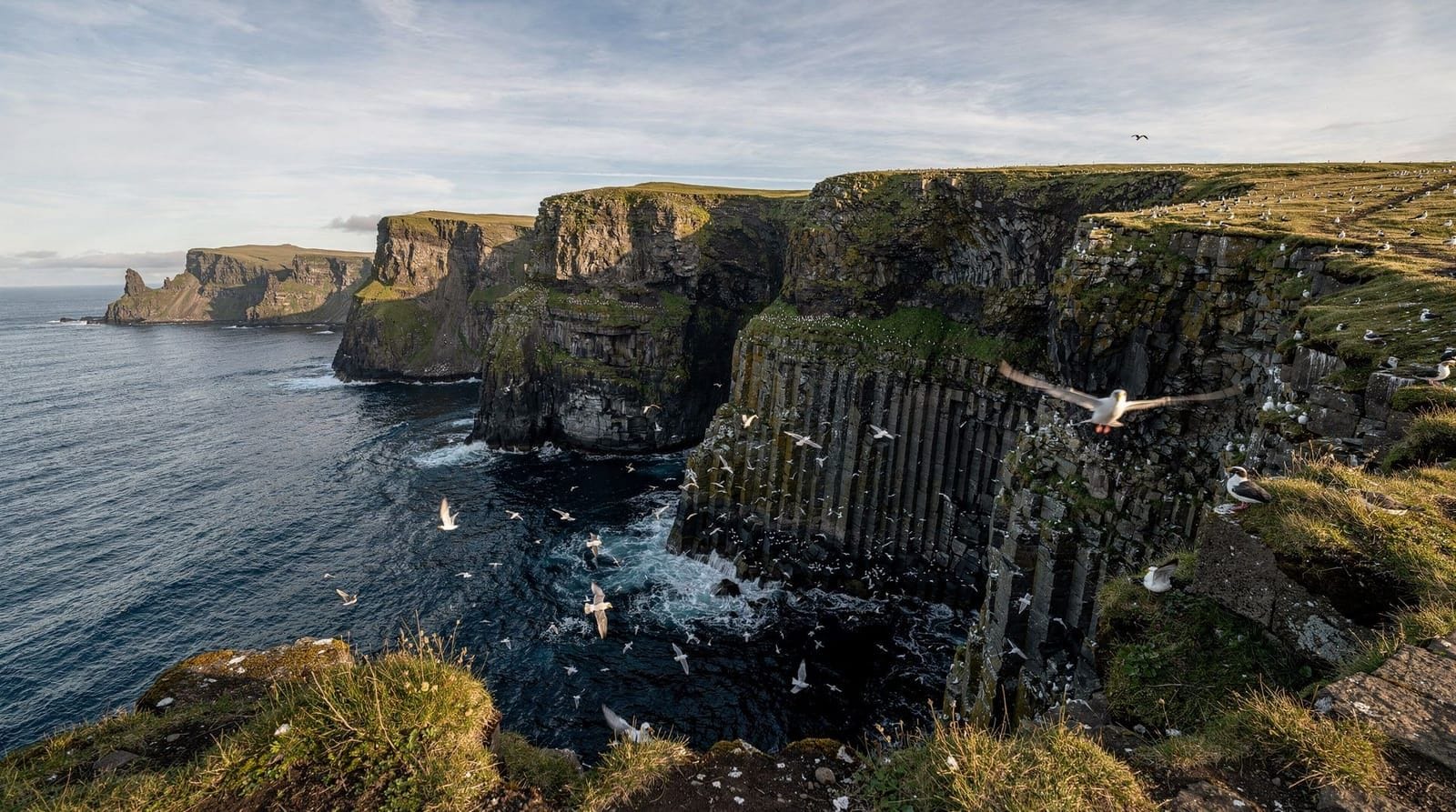 Látrabjarg vogelfelsen, Iceland