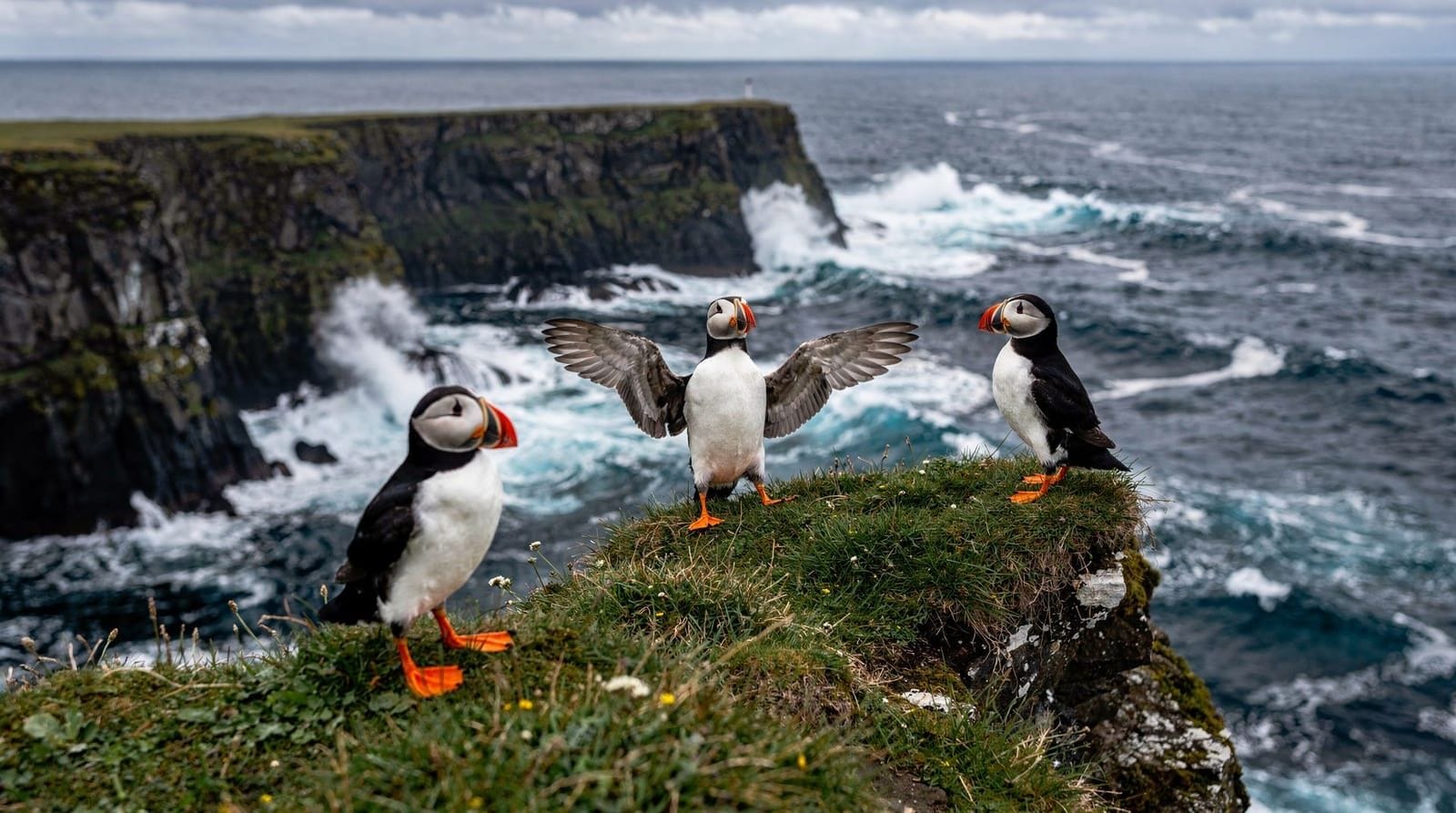 Avistamiento de frailecillos en Islandia — dónde ir, cuándo y cómo