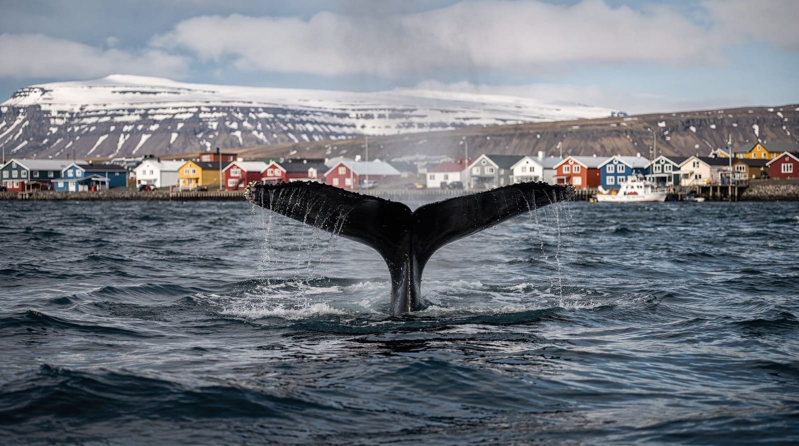 Whale watching a Húsavík — tour, operatori e consigli insider