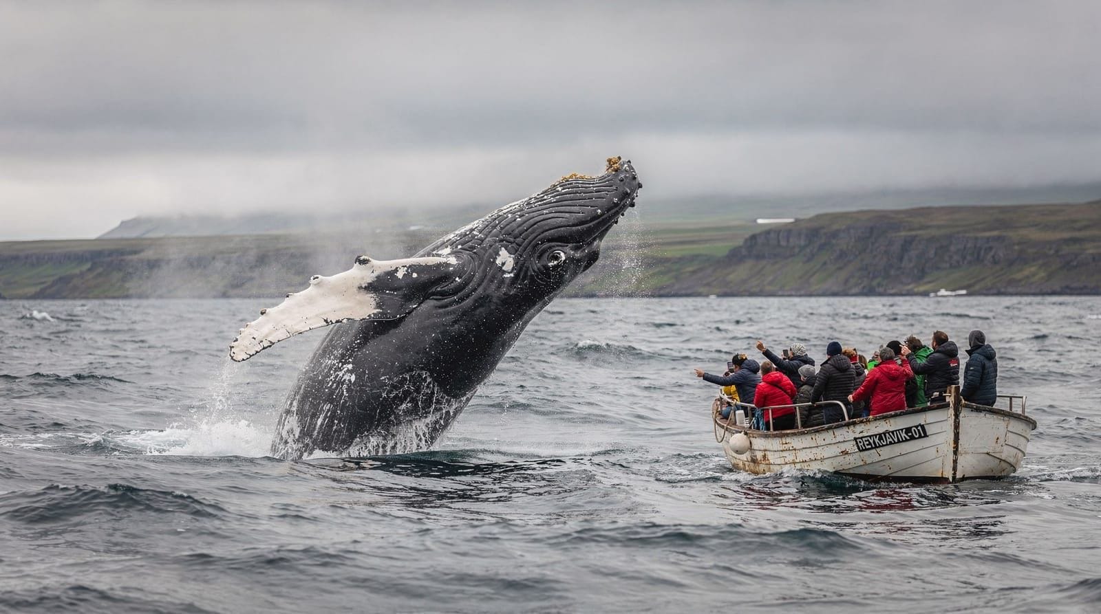 Observation des baleines en Islande — le guide complet de planification
