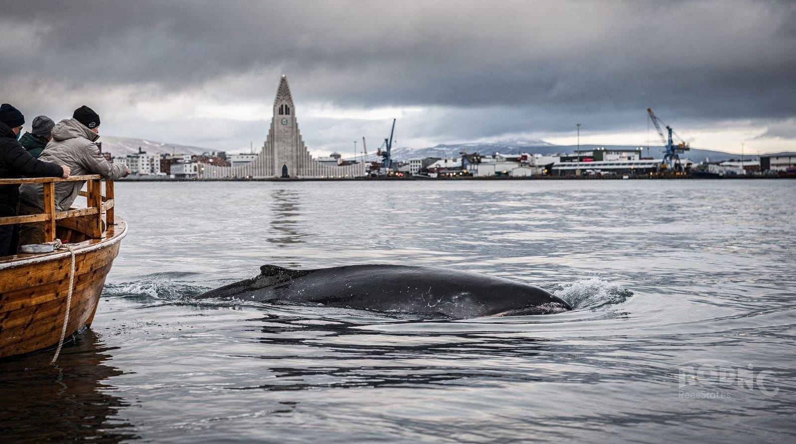 Observation des baleines depuis Reykjavík — circuits, conseils et attentes réalistes